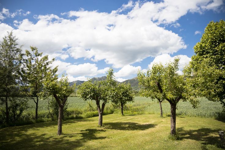 Un quieto panorama di alberi e vegetazione in una giornata serena, immersi nella natura umbra.