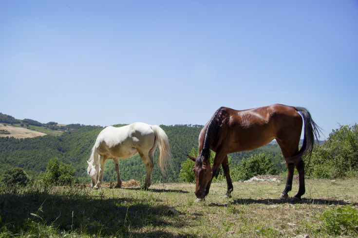 Due cavalli si trovano in un prato verde, immersi in un paesaggio tranquillo con un cielo sereno.