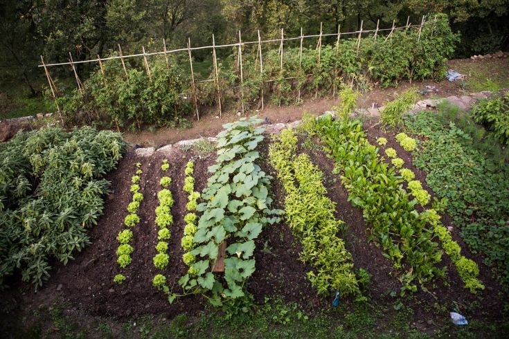 Un giardino ben curato con filari ordinati di ortaggi, circondato da piante verdi.