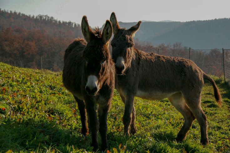 Due asinelle si trovano in un prato verde, circondate da dolci colline.