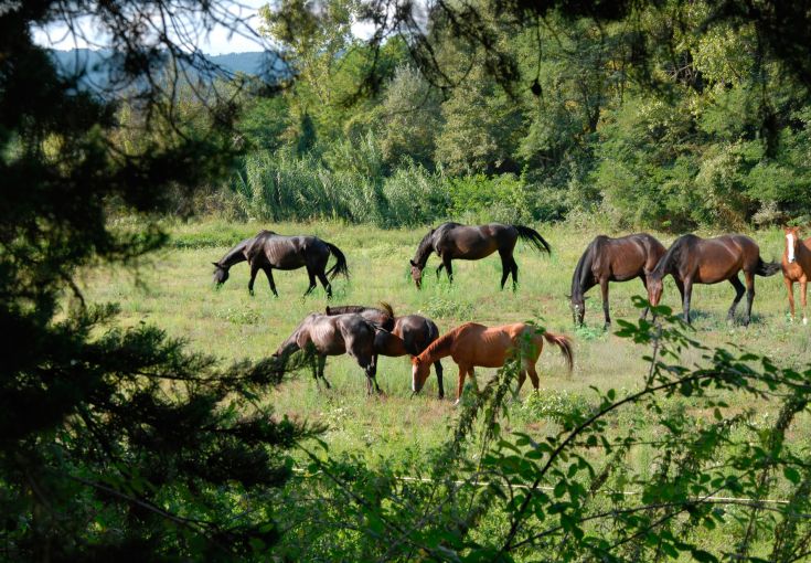 Eine Gruppe von Pferden in einer grasbewachsenen Wiese, umgeben von Bäumen in einer ruhigen Umgebung.