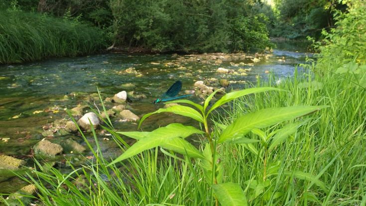 Ein ruhiger Bach, umgeben von üppiger Vegetation, mit einem bunten Insekt, das auf einem Blatt sitzt.