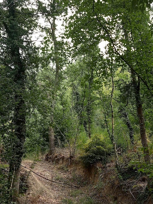 Ein ruhiger Weg schlängelt sich durch einen dichten Wald mit hohen Bäumen, ideal für einen friedlichen Spaziergang in der Natur.