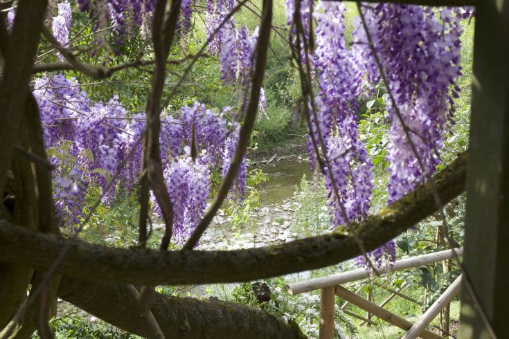Un panorama di glicini in fiore che si affacciano su un ruscello circondato da una vegetazione verde.