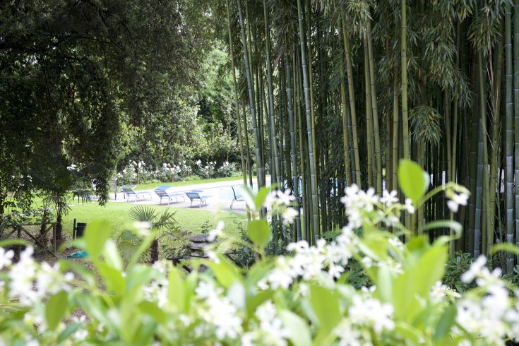 Uno spazio tranquillo con una piscina circondata da vegetazione e piante, perfetto per momenti di relax.