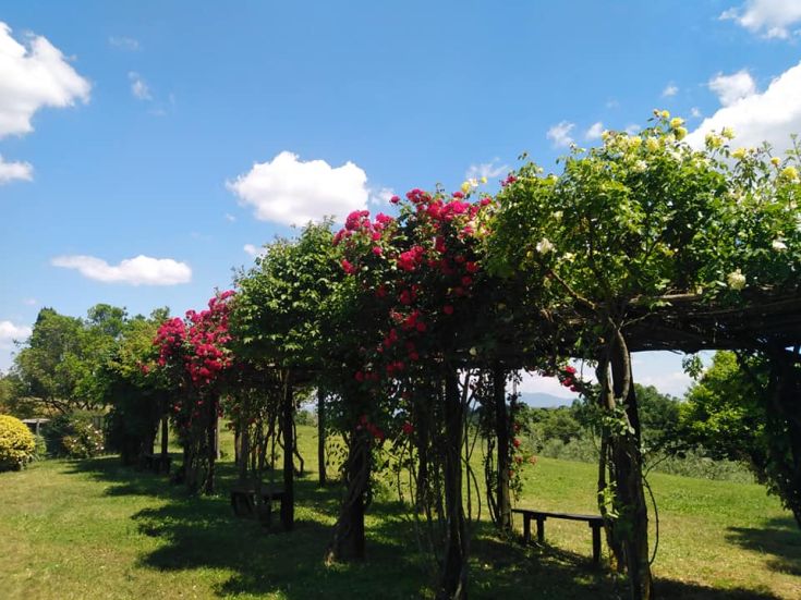 Eine mit Blumen dekorierte Pergola steht unter einem klaren Himmel und schafft eine ruhige Atmosphäre.