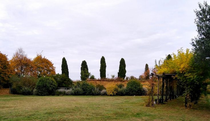 Bunte Pflanzen verwobene sich unter einem bewölkten Himmel und schaffen eine ruhige Herbstatmosphäre.
