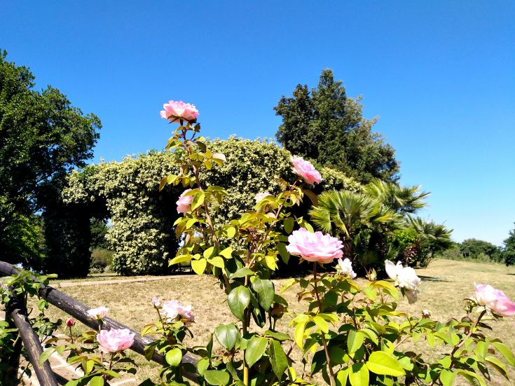 Ein blühender Garten mit Rosen unter einem klaren blauen Himmel.
