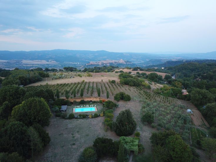Ein Blick über grüne Hügel mit einem Schwimmbad, umgeben von Bäumen und geordneten Weinreben.