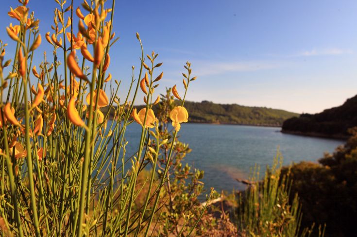 A natural scene featuring yellow flowers in the foreground, surrounding a serene lake.