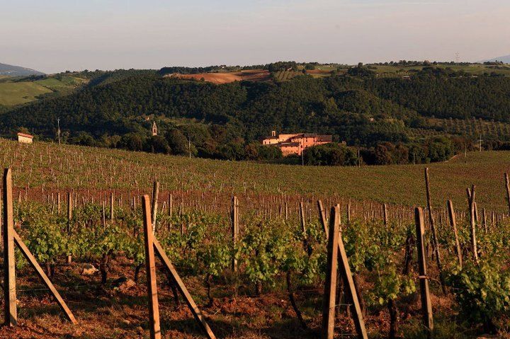 Vineyards stretch across rolling green hills, bathed in sunlight.