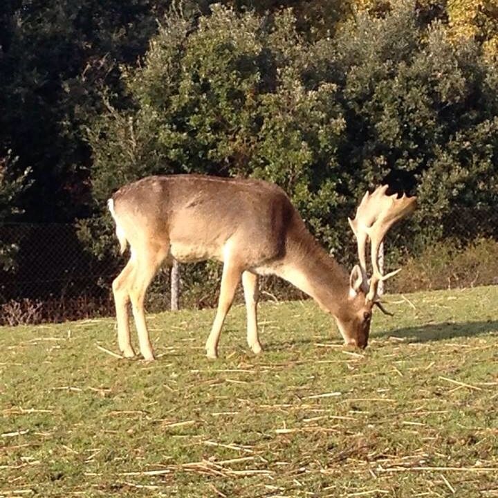 A deer grazes on a grassy field, surrounded by trees and typical vegetation of the area.