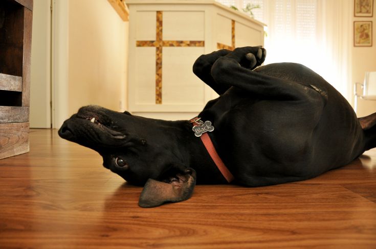 A relaxed black dog lies on the floor, radiating a joyful and peaceful vibe.