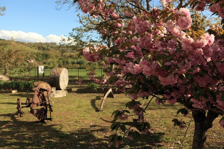 A serene natural corner with pink flowers and old farming tools surrounded by greenery.