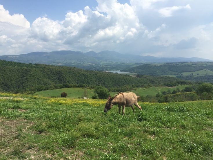A small donkey strolls peacefully in a green meadow with hills in the background.
