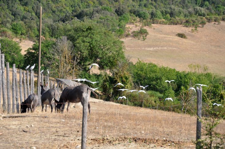 A rural area features grazing animals and birds flying in the sky. A peaceful and natural landscape.
