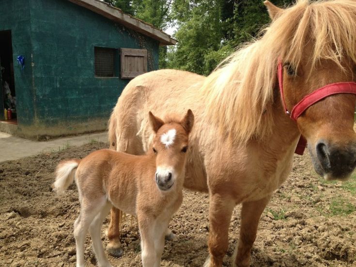 Two ponies on a farm, a foal next to its mother, surrounded by a natural setting.