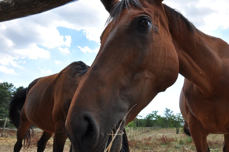 Close-up of a horse in a natural setting, with other horses and a clear sky in the background.
