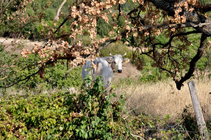 A cow in a natural setting, surrounded by trees and greenery.