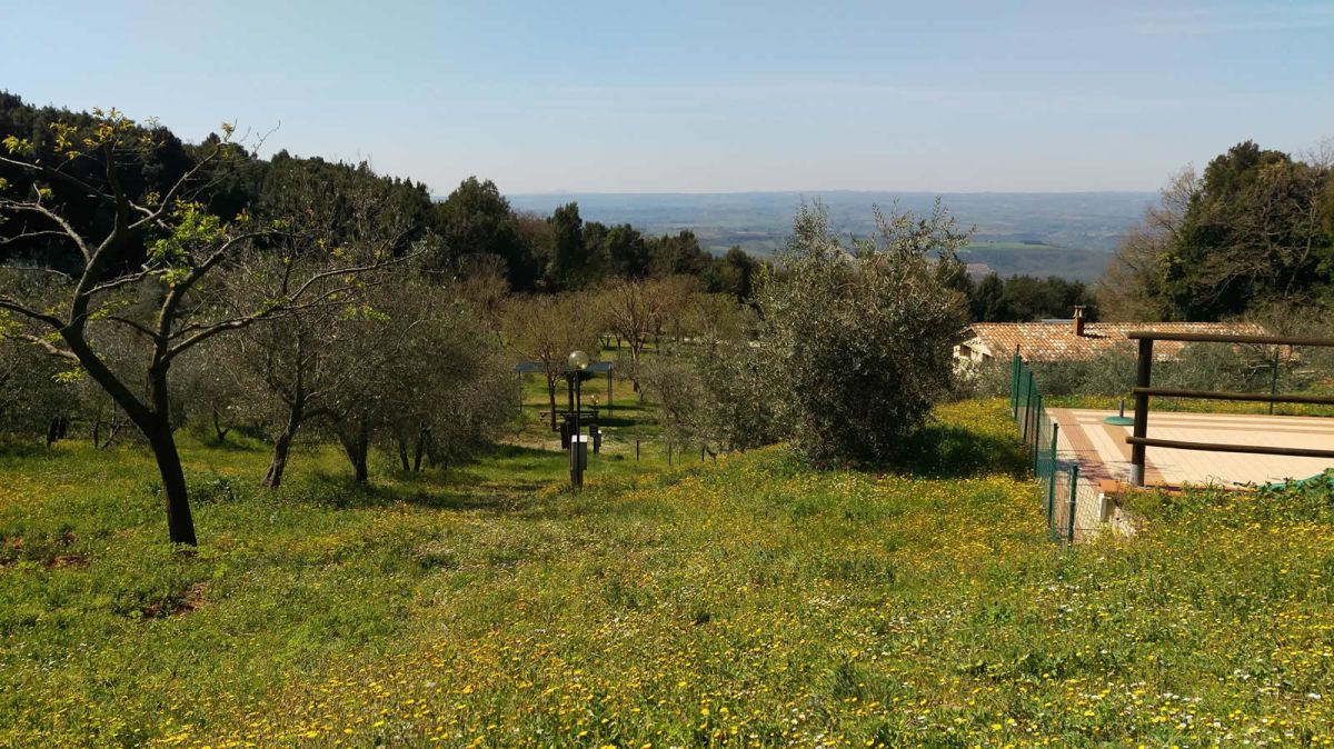 Panorama di un oliveto con piante rigogliose, adatto per trascorrere una piacevole giornata all'aperto.