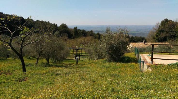 Panoramablick auf einen Olivenhain mit üppigen Pflanzen, perfekt für einen angenehmen Tag im Freien.