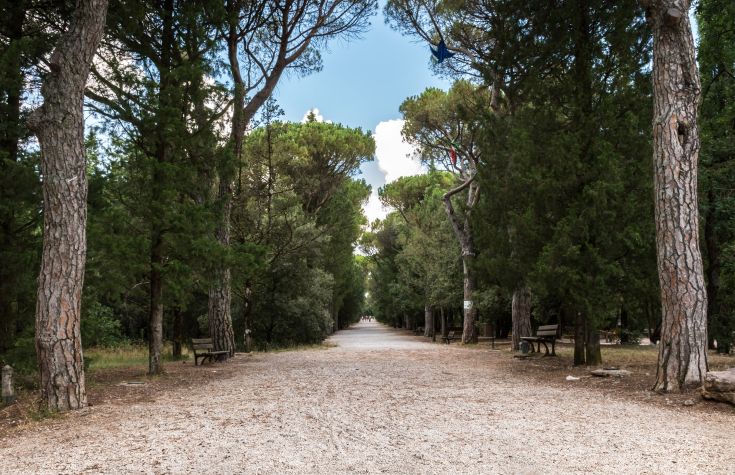 Un viale ombreggiato da alberi offre un percorso tranquillo immerso nella natura.