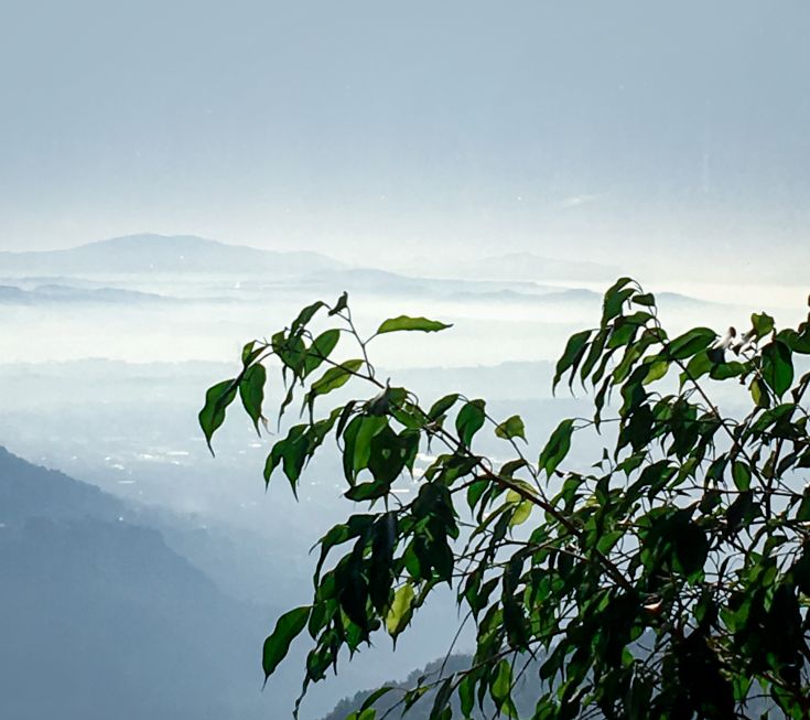 Un ramo verde spicca su un paesaggio montano coperto da una leggera nebbia, con montagne sullo sfondo.