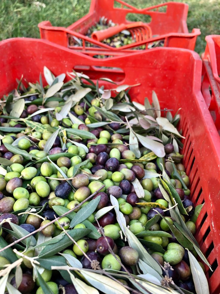 Red baskets filled with olives and leaves, arranged to display the harvest.