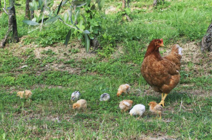 Ein Huhn mit Küken bewegt sich auf einem grünen Feld, das von Bäumen umgeben ist.