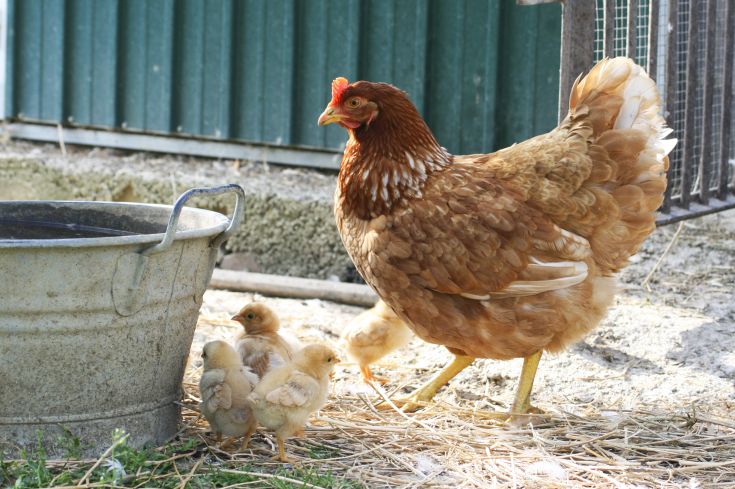 Ein Huhn mit Küken bewegt sich im Hof neben einem Eimer Wasser.