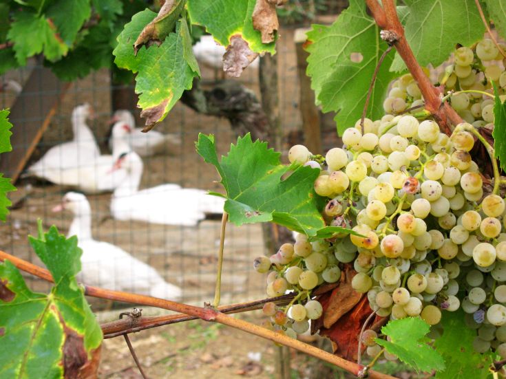 Ein Weinstock mit reifen Trauben, während im Hintergrund weiße Enten in einer natürlichen Umgebung zu sehen sind.