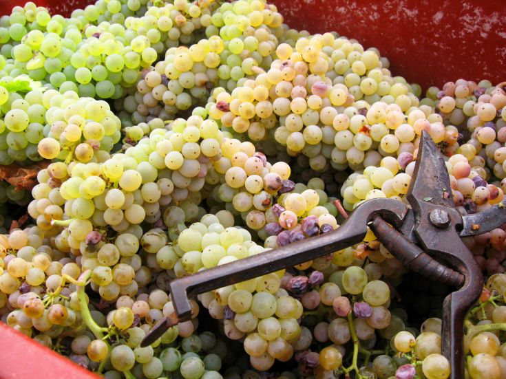 Ernte reifer Trauben in einem roten Korb im Freien.