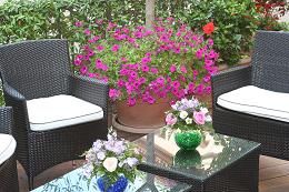 An outdoor area with comfortable sofas and brightly colored flower pots.