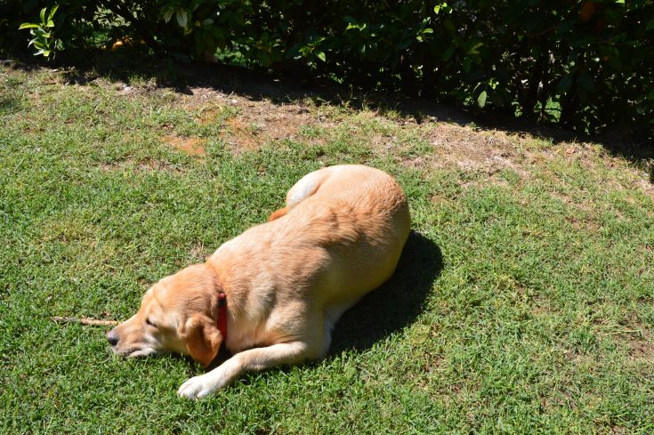 A dog is peacefully lying on a green lawn, surrounded by the tranquil nature.