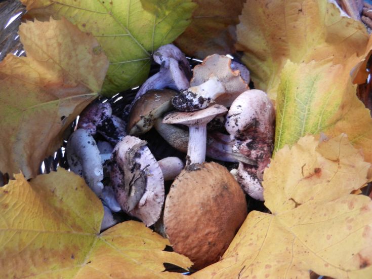 Funghi freschi in un cesto, circondati da foglie secche tipiche dell'autunno.