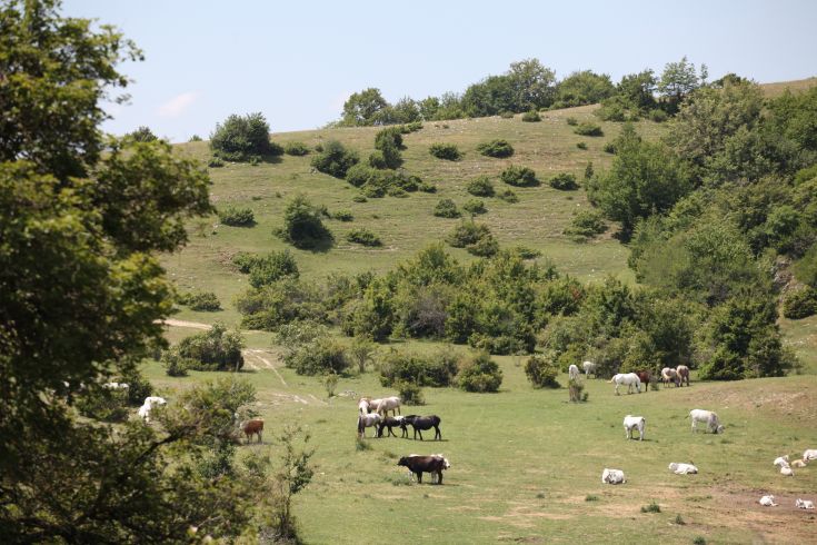 Panorama collinare caratterizzato da mucche che pascolano in un'area verde e tranquilla.