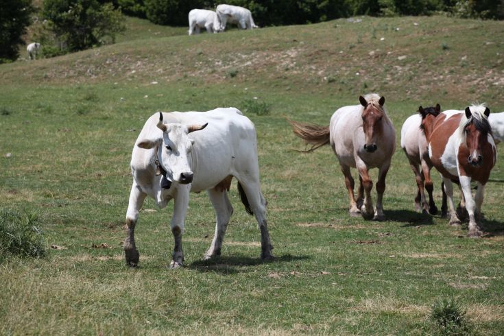 Cavalli e mucche si trovano in un ampio prato verde, circondati da alberi e colline. Un'ambientazione rurale serena.