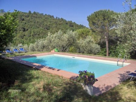 A swimming pool nestled among olive trees, perfect for relaxing outdoor moments.