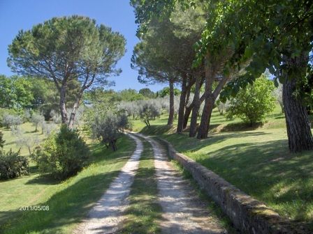 A path through olive trees, perfect for a peaceful walk in nature.