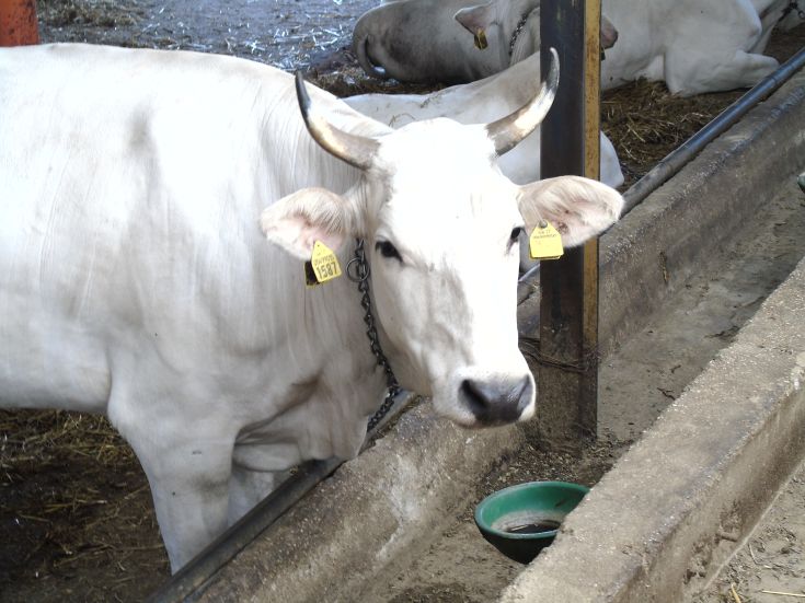 Une vache blanche se trouve dans une étable, entourée de foin et d'autres vaches dans un environnement paisible.