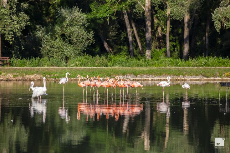 A serene lake hosts flamingos and swans reflecting on the calm water.