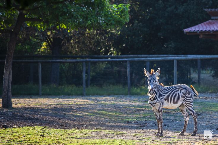 A zebra moves through a natural environment, surrounded by trees and soft lighting. A moment of calm in nature.