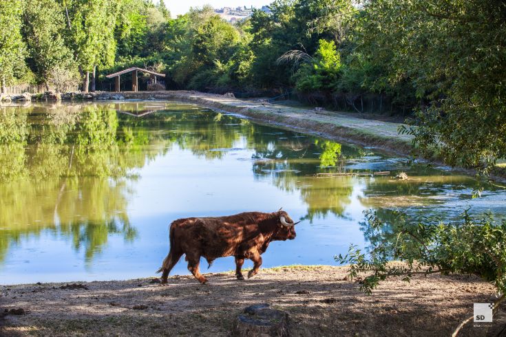 A cow is near a calm lake, surrounded by lush green vegetation.