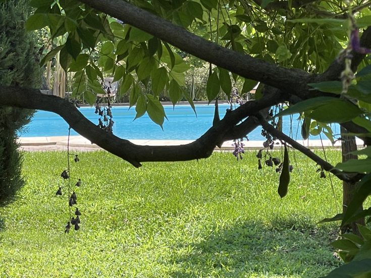 Ein blauer Pool, umgeben von üppigem Grün, Bäumen und lebhaften Pflanzen.