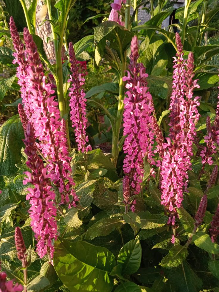 Rosa Blüten schmücken einen gepflegten Garten, der im Sonnenlicht erstrahlt.
