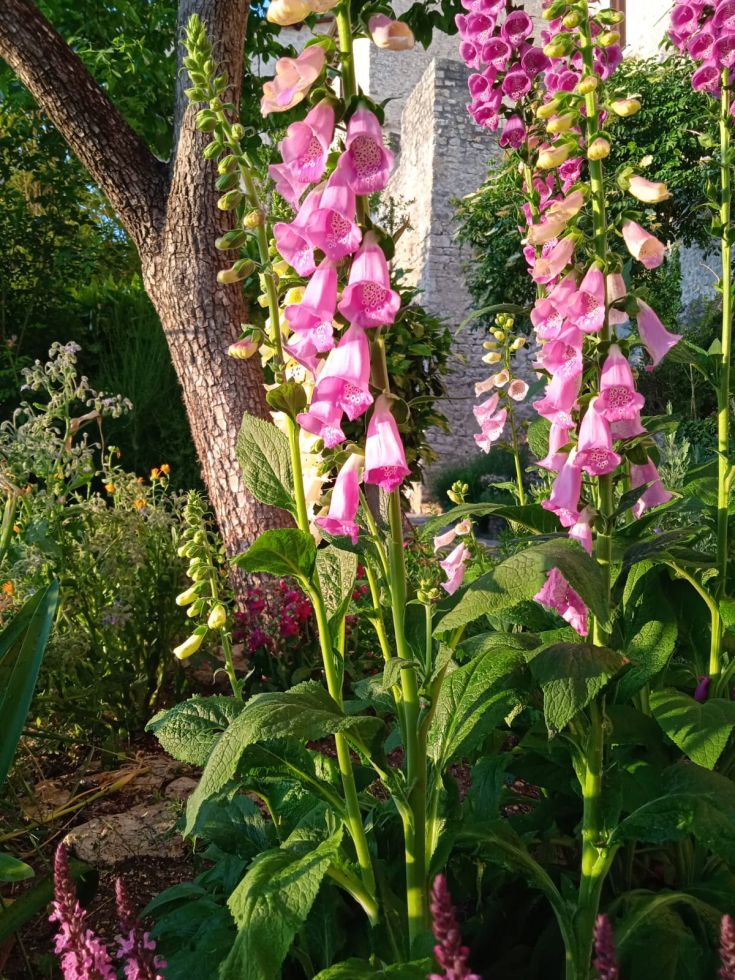 Glockenblumen in einem gepflegten Garten, umgeben von Bäumen und grünem Laub.