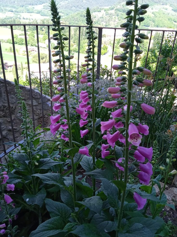 Rosa Blumen, die in der Sonne gedeihen, umgeben von einer gepflegten grünen Umgebung, die den Garten bereichert.