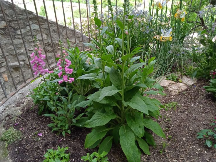 Ein gepflegter Garten mit grünen Pflanzen und bunten Blumen, umgeben von einem einfachen Eisenzaun.