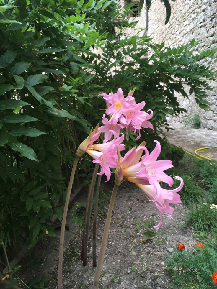 Eine Ansammlung von rosa Blumen in einem Garten, umgeben von üppigen grünen Pflanzen.