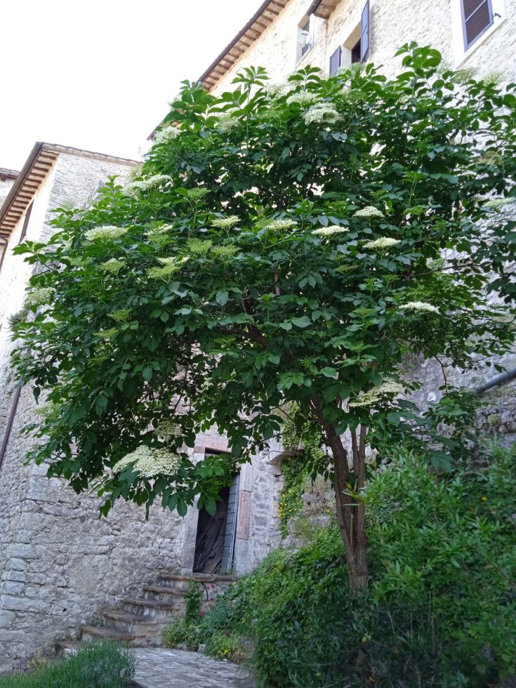 Blühender Baum umgeben von historischen Mauern eines malerischen umbrischen Dorfes.